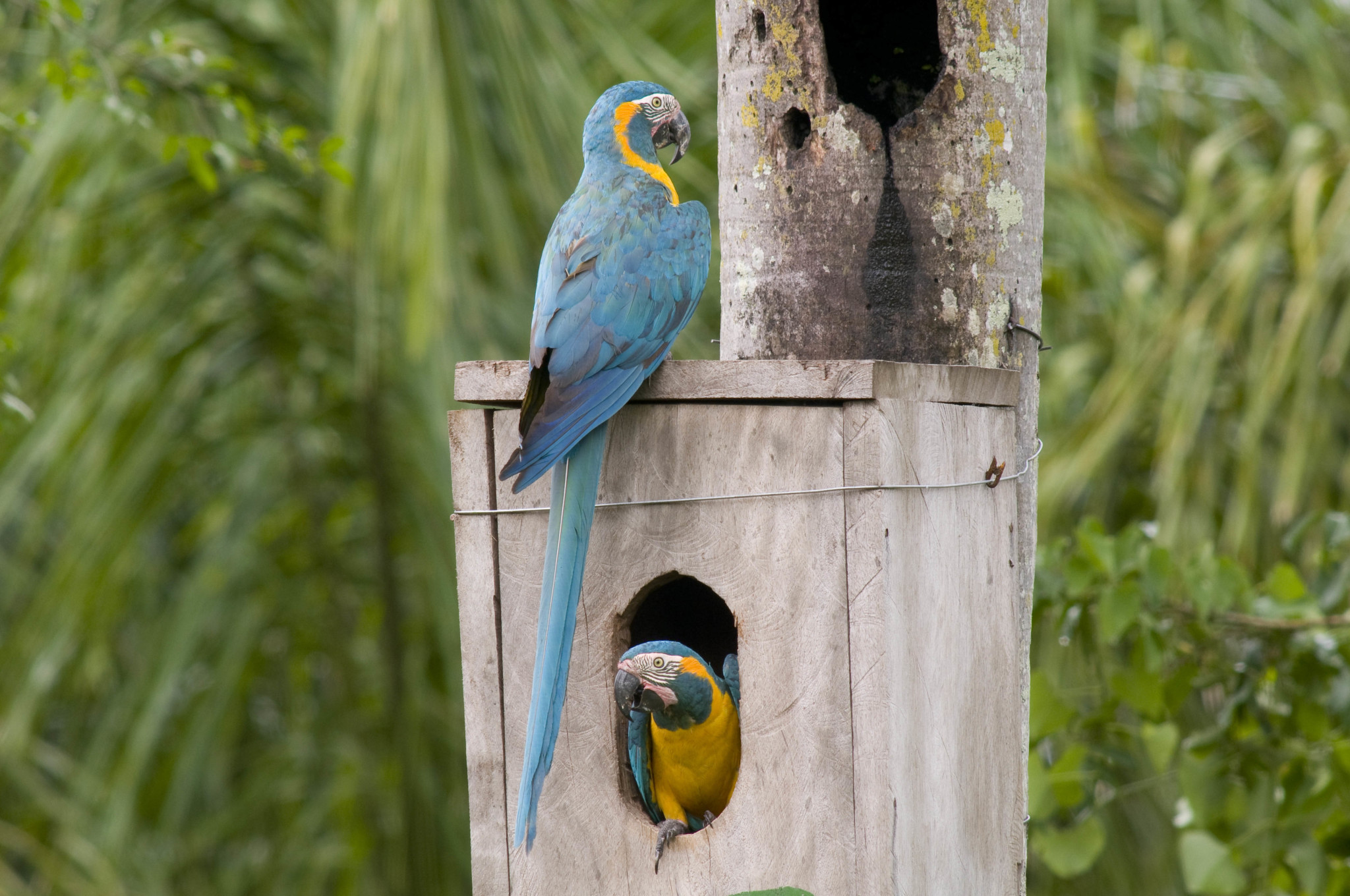 9-nidos-artificiales-con-una-pareja-barba-azul